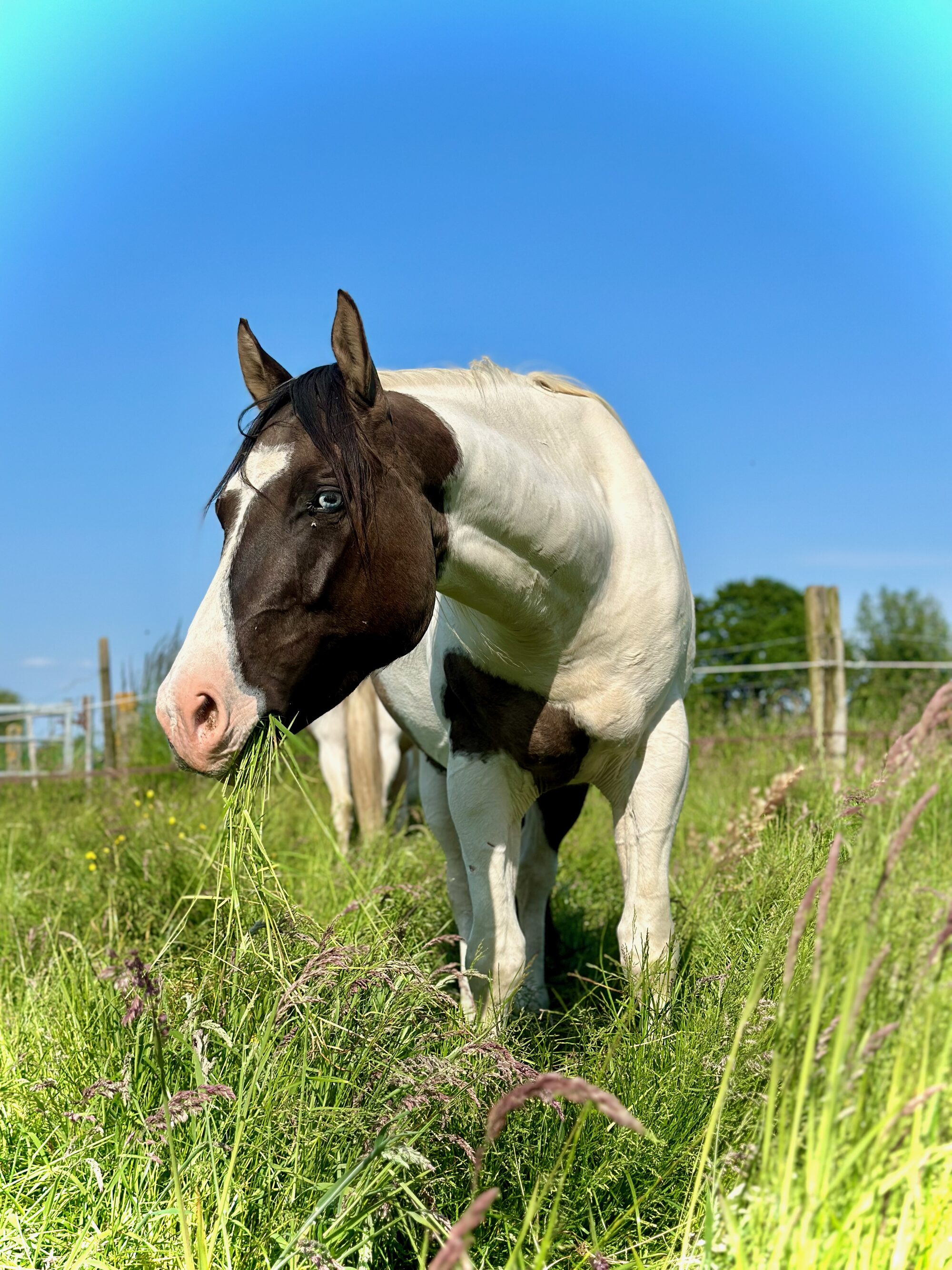 Paard in de natuur