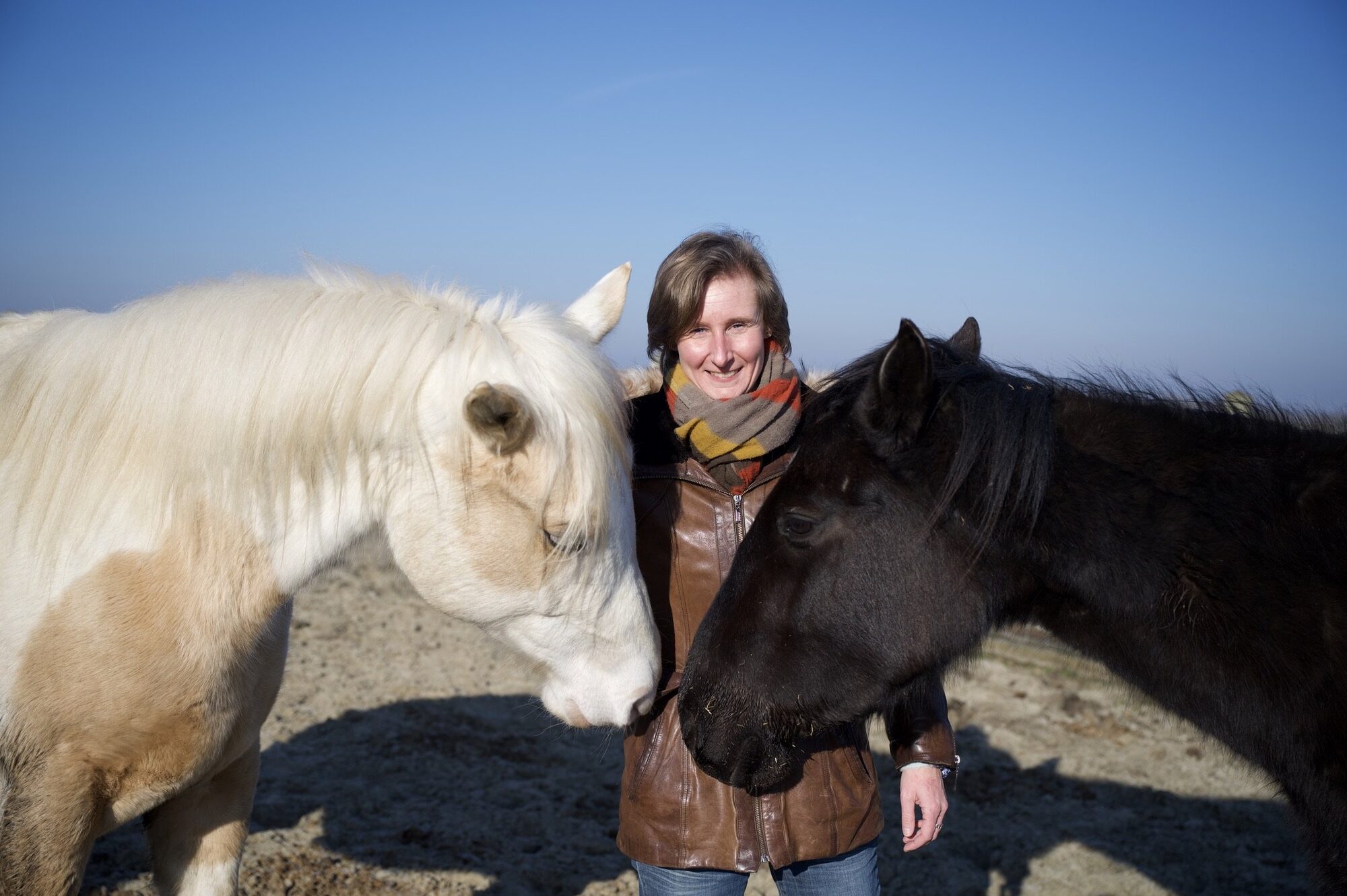 Paard in de natuur