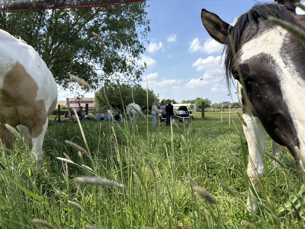 Reiki en paarden: hoe energiegevoelige dieren ons helpen helen — foto 4