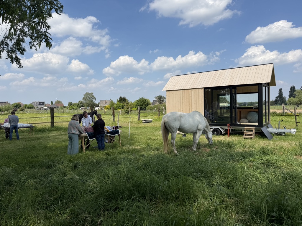 Reiki en paarden: hoe energiegevoelige dieren ons helpen helen — foto 5