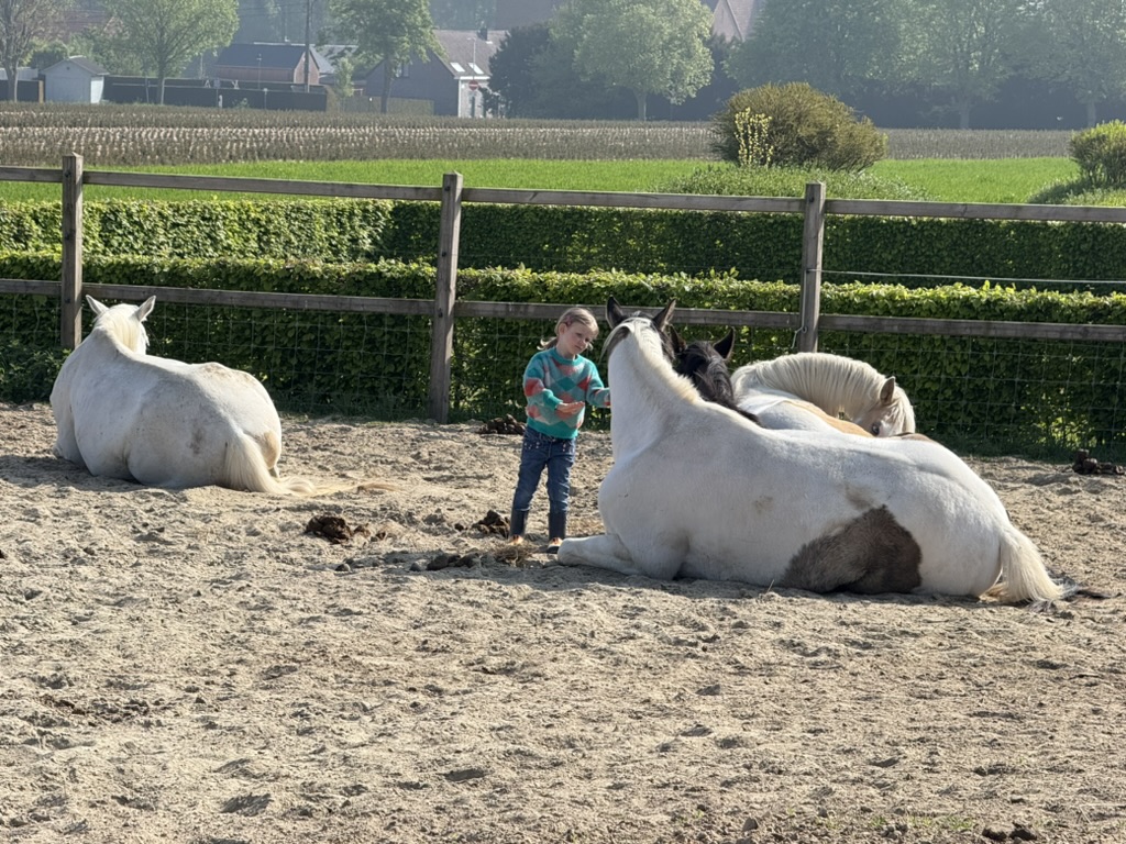 Reiki bij de paarden voor kinderen