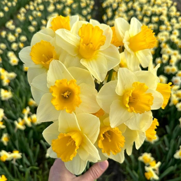 Paasbloemen zijn eigenlijk narcisten