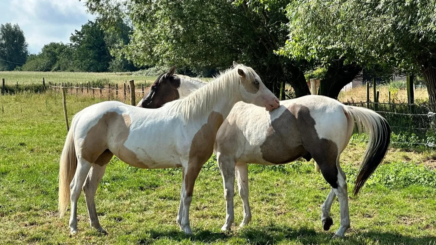 Opstellingsdag met paarden 24 oktober
